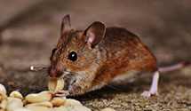 24 Hour & Emergency Exterminators in Frederick, MD